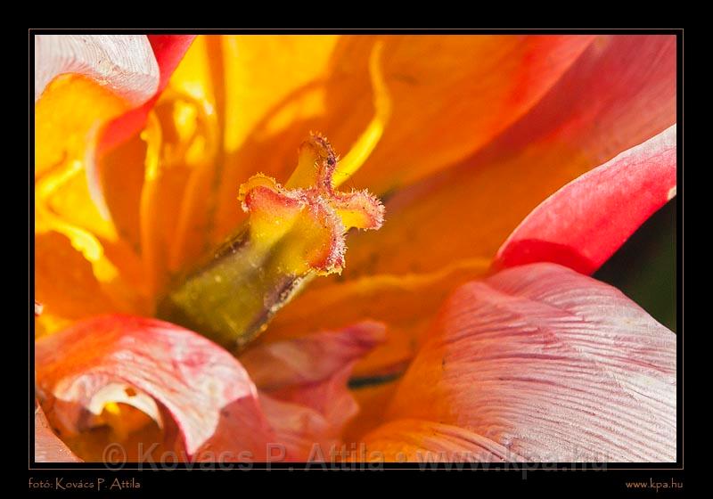 Keukenhof Hollandia 098.jpg